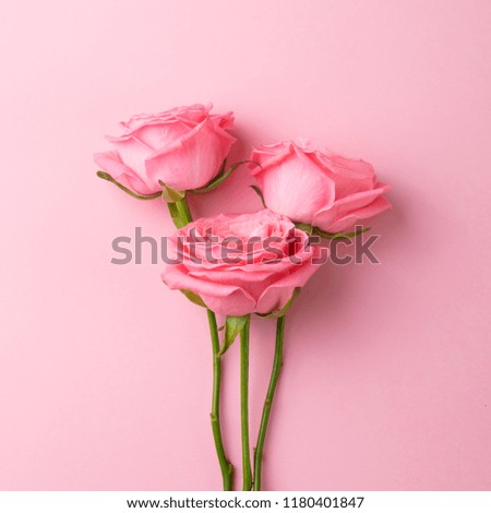 Rose flowers on pink background. Close up. Top view.