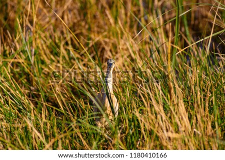 Lake habitat and bird. Bird: Squacco Heron. Ardeola ralloides. Natural background.