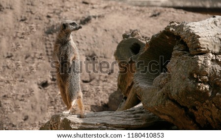 meerkat looking side on grey background park