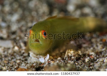 Emerald coral goby (Paragobiodon xanthosoma). Picture was taken in Lembeh Strait, Indonesia