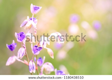 Ground orchid with sunlight in the morning with blurred background.