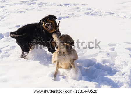 dog fight in the winter