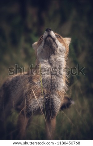 european fox in the grass