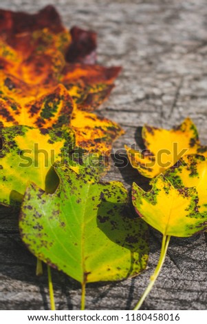 Colorful autumn leaves arranged in circle on an old rustic wooden table in sunlight, autumn composition or background. Hello autumn or happy autumn concept. 