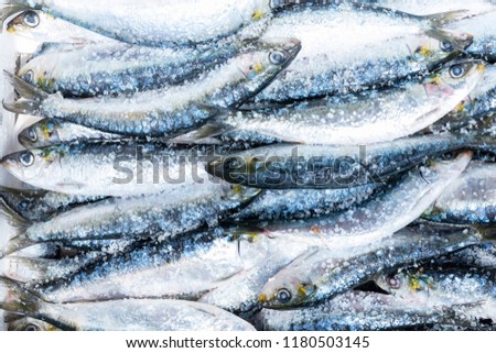 Fresh Portuguese sardines