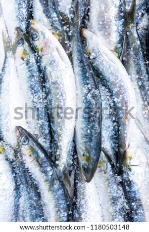 Fresh Portuguese sardines