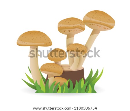 Edible mushrooms, growing on a stump. vegetable healthy food. mushrooms isolated on white background. Vector  cartoon illustration.