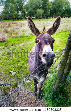This is a close up picture of a donkey in a field in Ireland