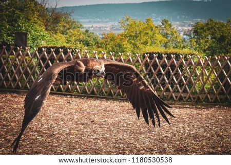 eagle flying bird aadler 