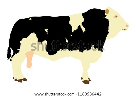 Standing adult bull vector illustration isolated on white background. Holstein Friesian cow. Breeding bull. Quality genetic material for insemination. Domestic animal. Organic food. Farm animal.