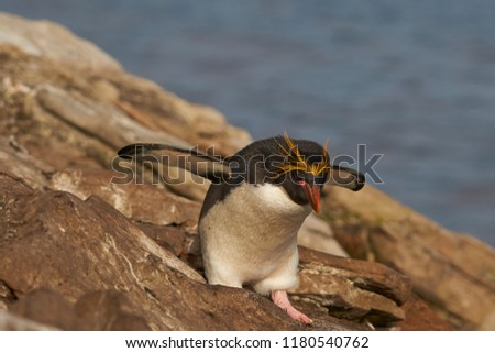 Macaroni Penguin (Eudyptes chrysolophus) on a cliff leading to the sea on Saunders Island on the Falkland Islands.