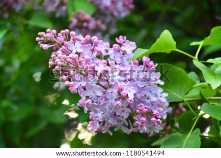 Beautiful purple lilac in spring, spring mood, beautiful background for presentation, printing, website, banner, poster, calendar, background for picture, business card, notebook, banner, packaging