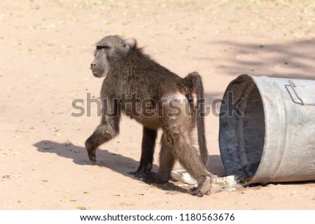 Problems with baboon eating in the trash bin at camping in Namibia