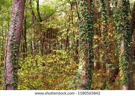 grown tree trunks in forest