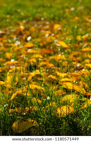 yellow autumn leaves on grass