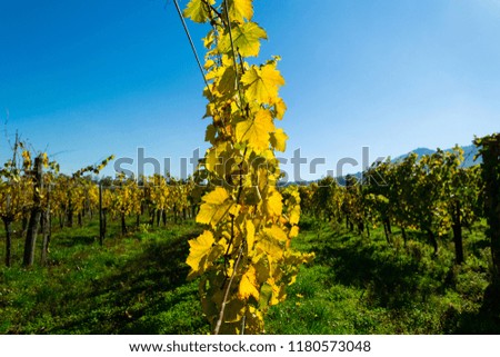yellow grape leaves at vinery, october 