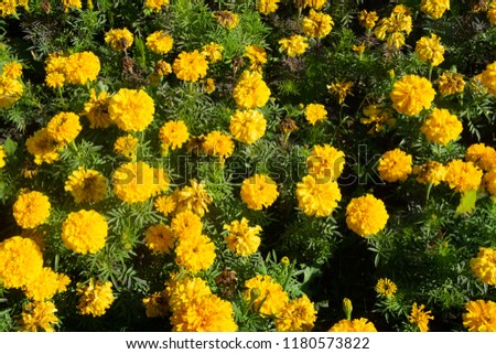 flowers marigolds close-up a lot