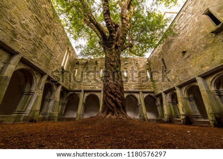 Muckross Abbey Tree Royalty-Free Stock Photo #1180576297