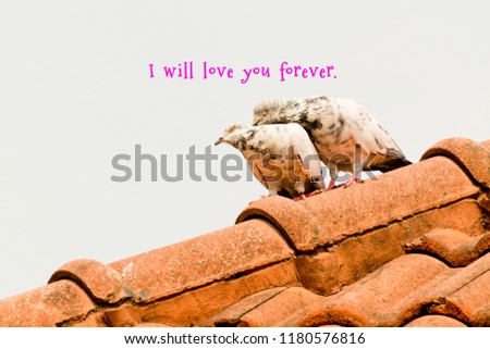 pigeon on the roof and There is the letter "I will love you forever"