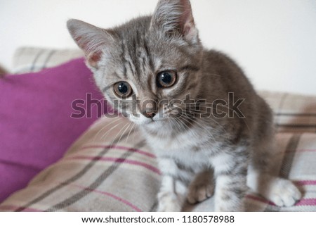 A small a grey pretty kitten. Small grey tabby kitten with yellow-green eyes playing at the purple and grey pillows with purple stripes. close-up of the kitten's muzzle