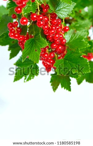 Bunch of juicy red currant on a twig with green leaves