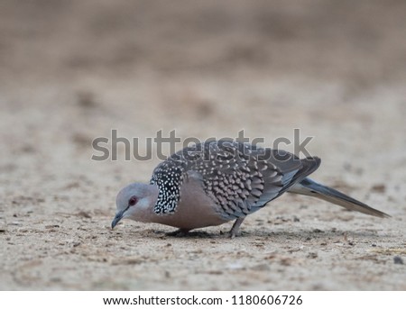 The Spotted dove feeding on ground
