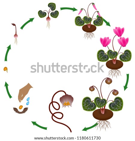 Life cycle of a cyclamen plant on a white background.