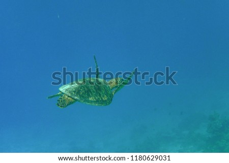 Green Sea Turtle,sea turtles swimming in the blue ocean