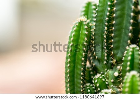 Cactus plants outdoors,Copy Space.