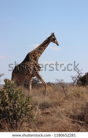 Giraffe walking in the safari grasslands. Stunning tall animal.