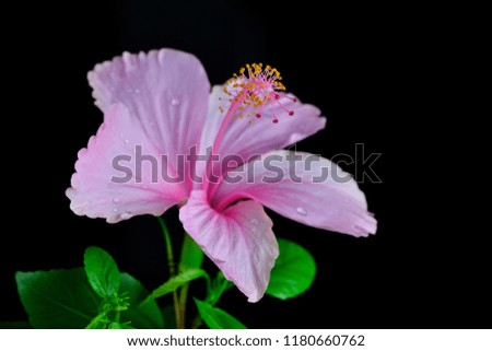 Pink hibiscus flower with water drops on petals, black background. Beautiful pink hibiscus flower.