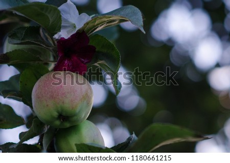 green with pink apples on a branch, natural look, blurred background