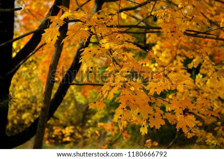 Autumn trees with yellow leaves in the forest on the road through the autumn forest.