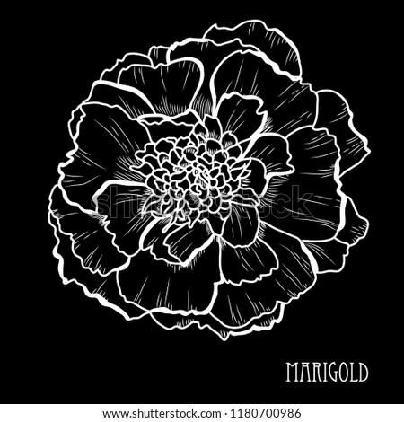 Decorative marigold flower, design element. Can be used for cards, invitations, banners, posters, print design. Floral background in line art style