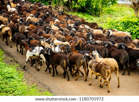 Herd of Sheep and goats in rural village.