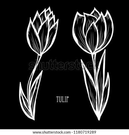 Decorative tulip flowers, design elements. Can be used for cards, invitations, banners, posters, print design. Floral background in line art style