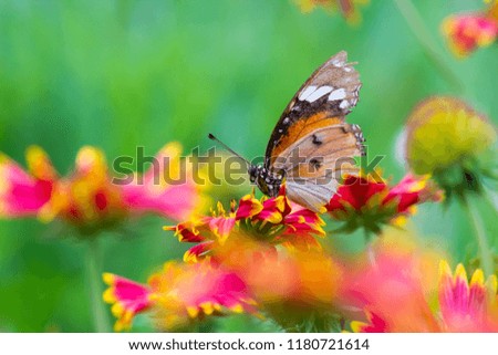 The Plain Tiger  butterfly sitting on the flower plant with a nice soft background