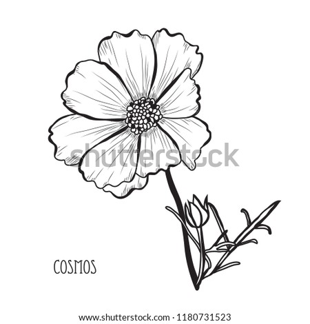 Decorative cosmos flowers, design elements. Can be used for cards, invitations, banners, posters, print design. Floral background in line art style