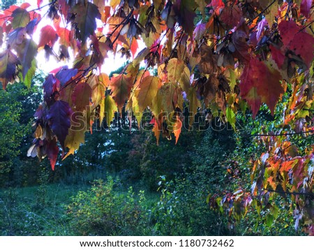 Colors of autumn. The Dendropark. Kirov.