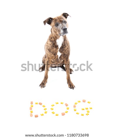 Adorable brown pit bull dog posing next to dog food against a white background