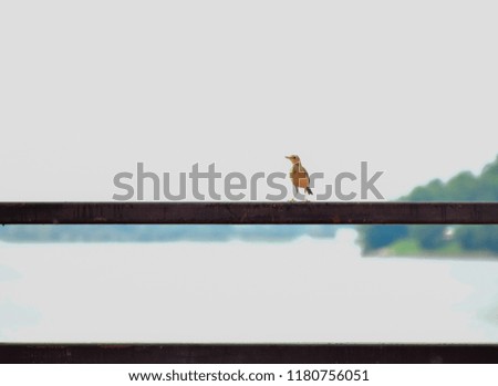 little bird with nature background