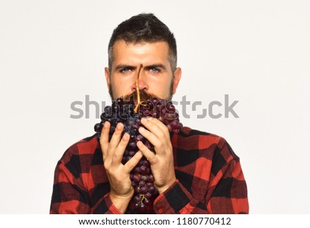 Farmer shows his harvest. Man holds bunch of purple grapes as beard isolated on white background. Winegrower with serious face holds cluster of grapes. Viticulture and gardening concept