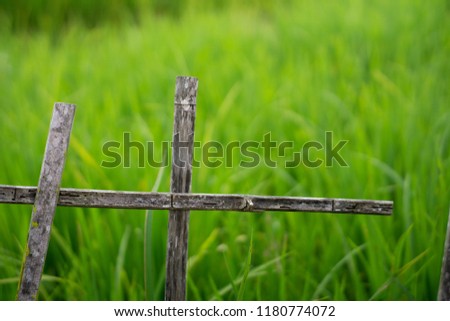 Clump of grass and rice plant and fence bamboo and Home countryside Thailand sky Bokeh green