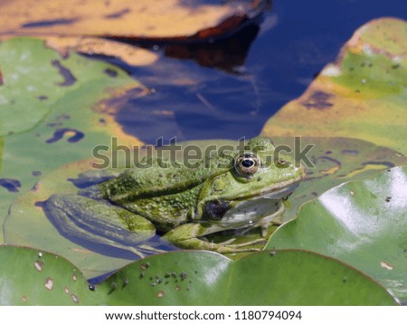 a frog on a lily pad