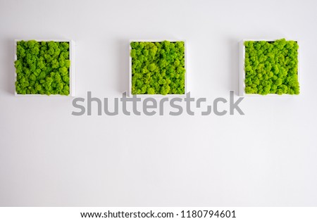Generic concept image of decorative moss.  Used for interior design, organic fresh living or office spaces, green living or presentations, brochures. Royalty-Free Stock Photo #1180794601