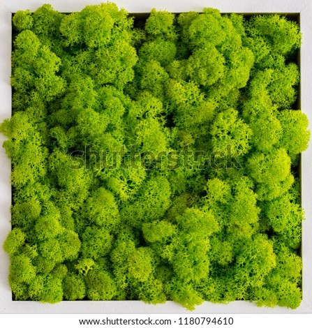 Generic concept image of decorative moss.  Used for interior design, organic fresh living or office spaces, green living or presentations, brochures. Royalty-Free Stock Photo #1180794610