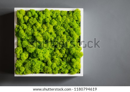Generic concept image of decorative moss.  Used for interior design, organic fresh living or office spaces, green living or presentations, brochures. Royalty-Free Stock Photo #1180794619