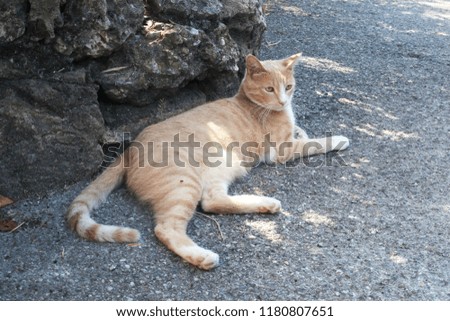 red cat having rest in a shadow