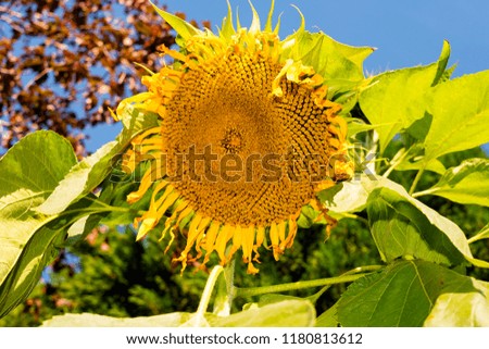Large yellow sunflower head
