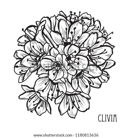 Decorative clivia flowers, design elements. Can be used for cards, invitations, banners, posters, print design. Floral background in line art style